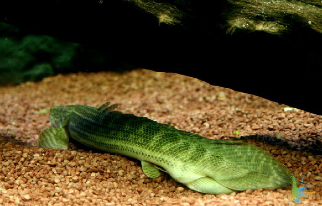 Polypterus bichir