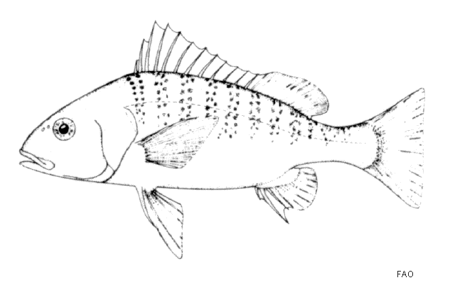 Pomadasys argenteus