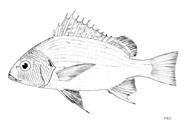 Pomadasys argenteus