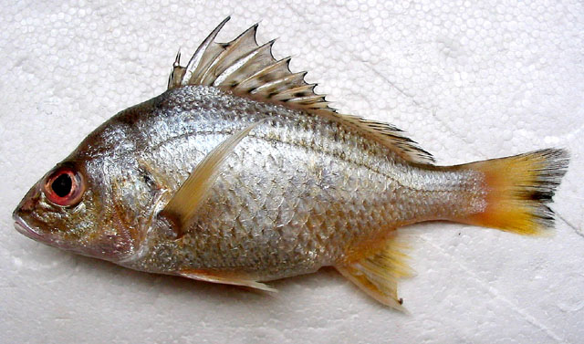 Pomadasys argenteus