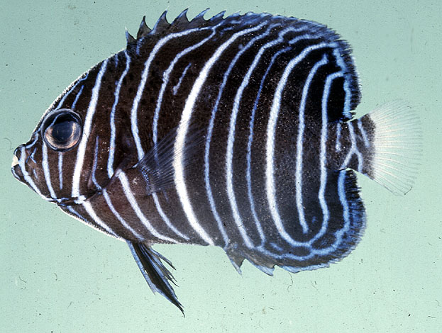 Pomacanthus maculosus