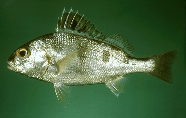 Pomadasys maculatus