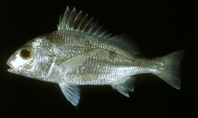 Pomadasys maculatus