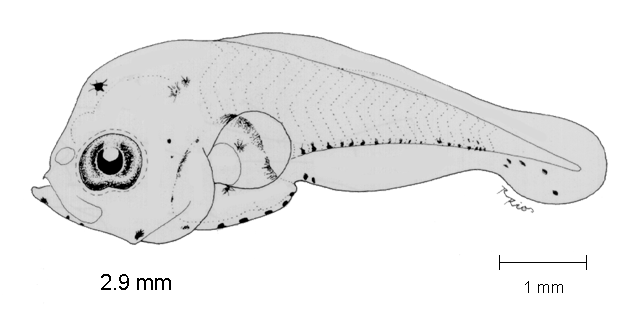 Polydactylus opercularis