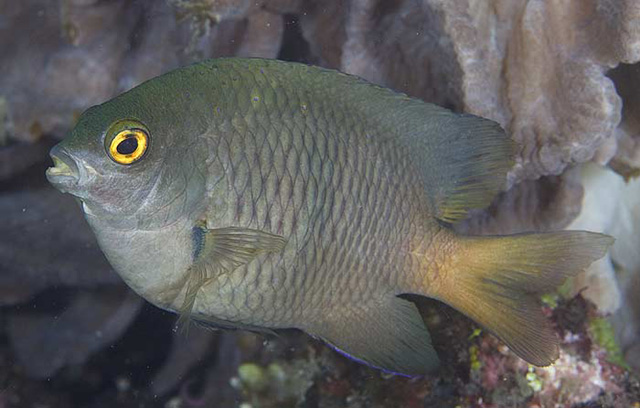 Pomacentrus opisthostigma