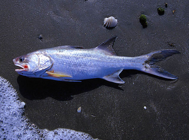 Polydactylus quadrifilis