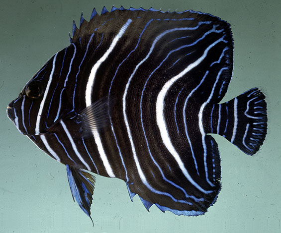 Pomacanthus semicirculatus