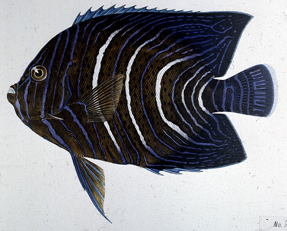 Pomacanthus semicirculatus