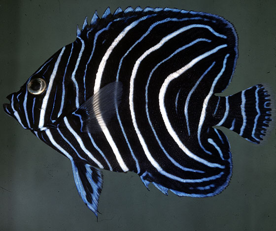 Pomacanthus semicirculatus