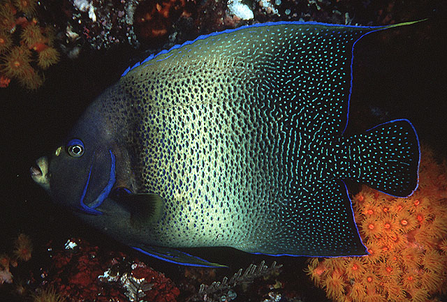 Pomacanthus semicirculatus