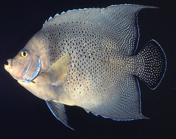 Pomacanthus semicirculatus