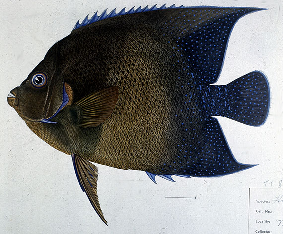 Pomacanthus semicirculatus