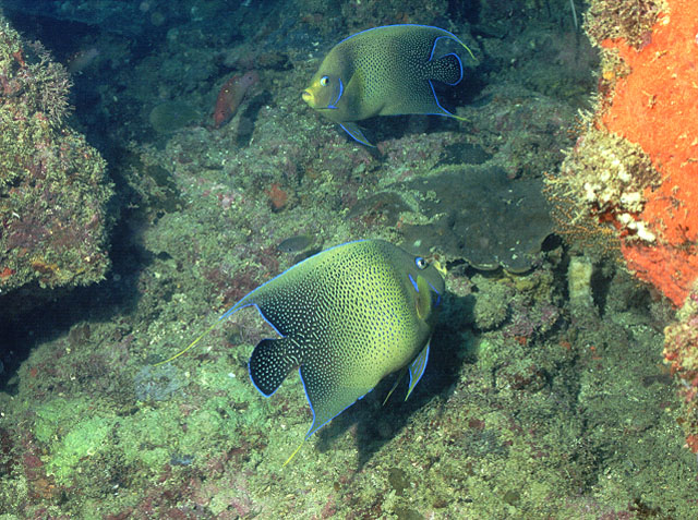 Pomacanthus semicirculatus