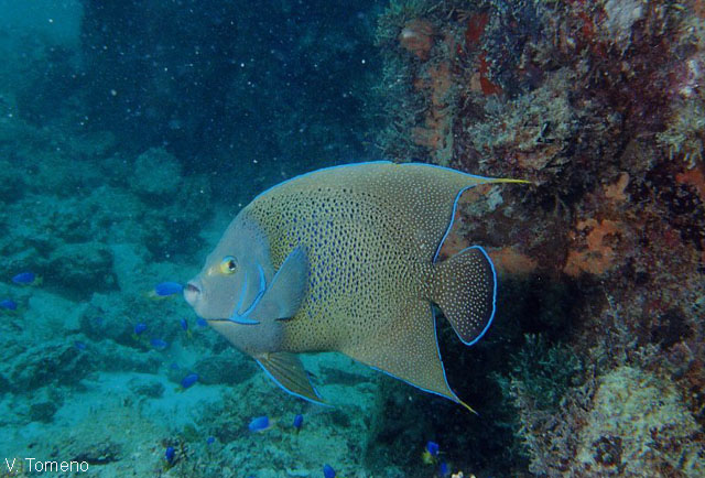 Pomacanthus semicirculatus