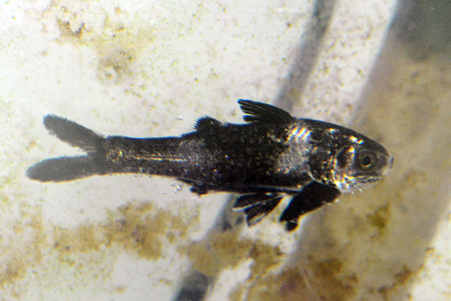 Polydactylus sexfilis