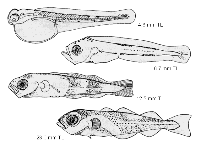 Pollachius virens