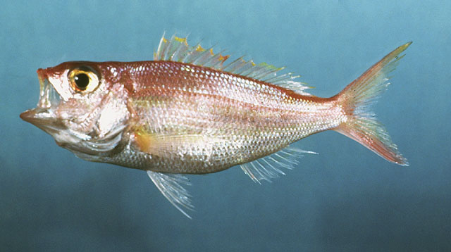 Pristipomoides aquilonaris