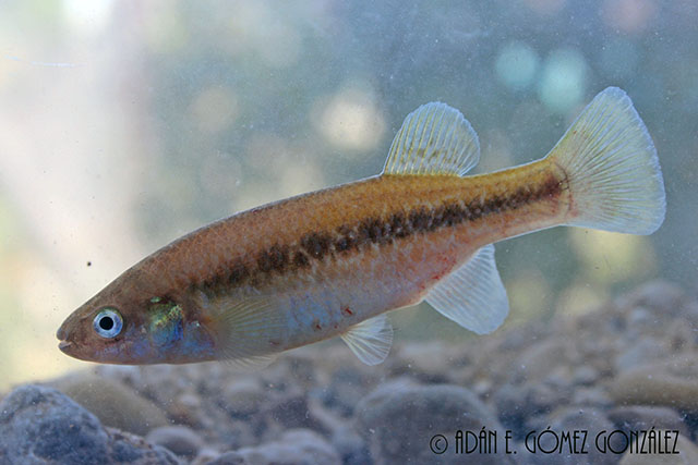 Profundulus candalarius