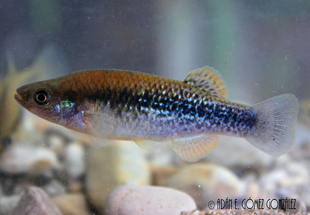 Profundulus candalarius