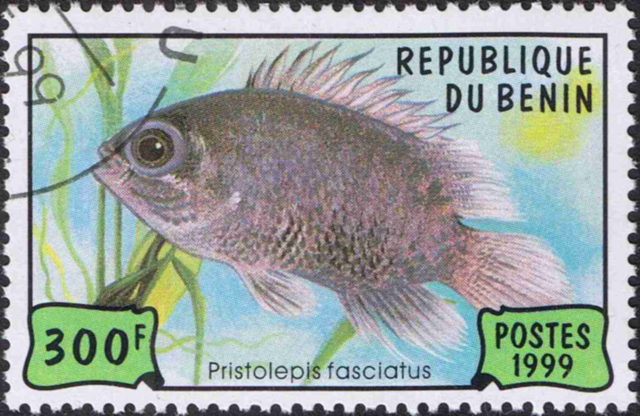 Pristolepis fasciata