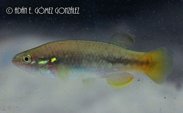 Profundulus guatemalensis