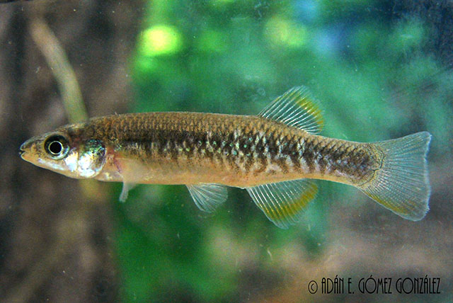 Profundulus labialis