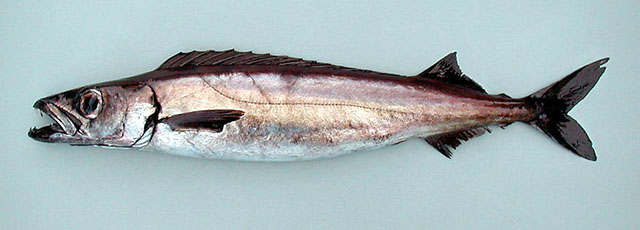 Promethichthys prometheus