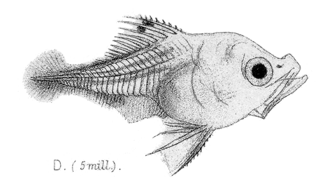 Promethichthys prometheus