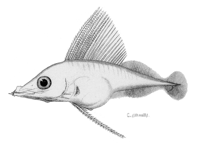 Promethichthys prometheus