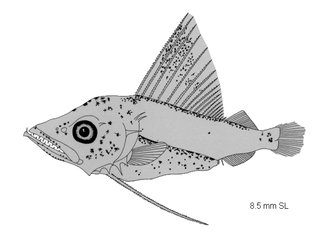 Promethichthys prometheus