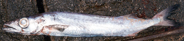 Promethichthys prometheus