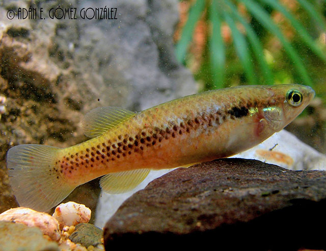 Profundulus punctatus