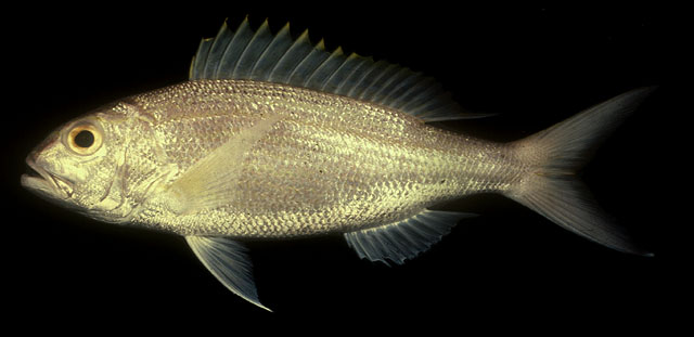 Pristipomoides typus