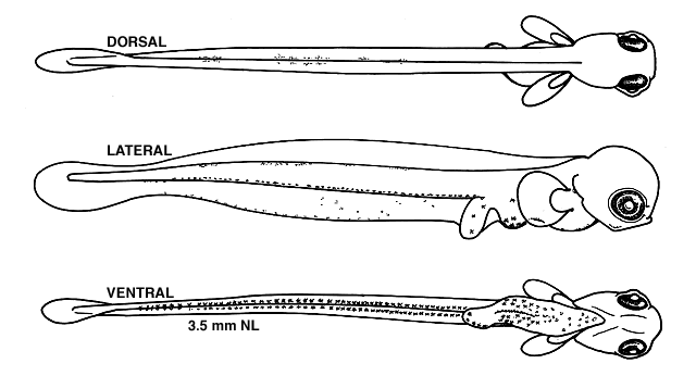 Pseudopleuronectes americanus