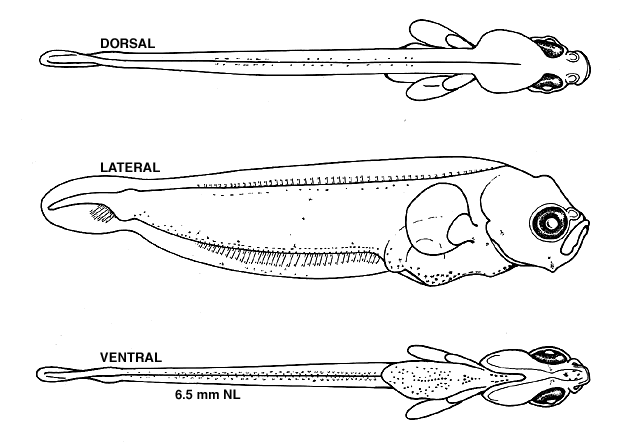 Pseudopleuronectes americanus