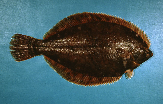 Pseudopleuronectes americanus