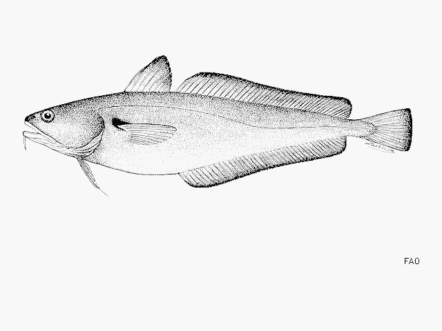 Pseudophycis bachus