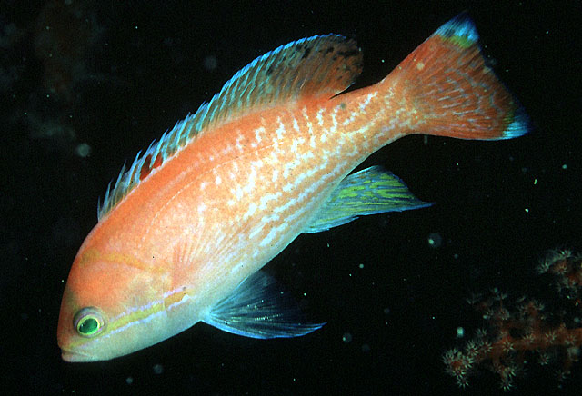 Pseudanthias bimaculatus