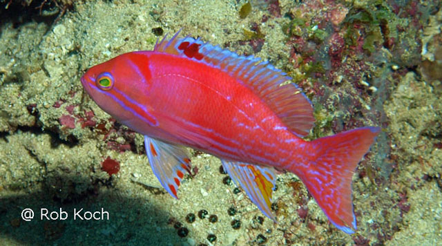 Pseudanthias bimaculatus