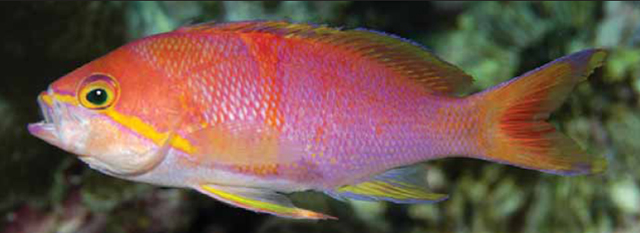 Pseudanthias charleneae