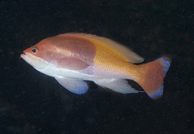 Pseudanthias connelli