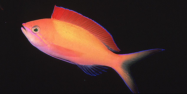 Pseudanthias dispar