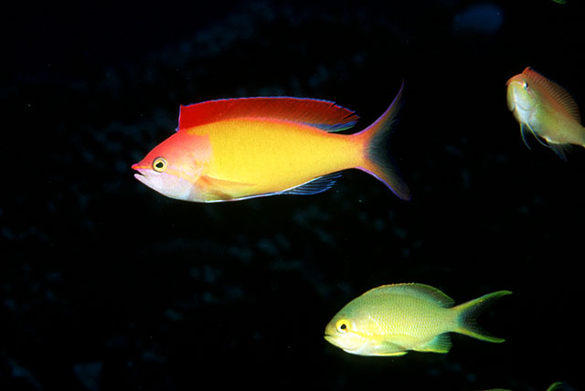 Pseudanthias dispar