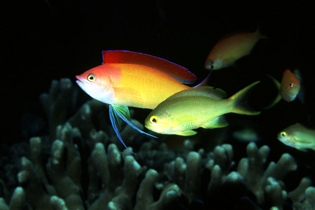 Pseudanthias dispar