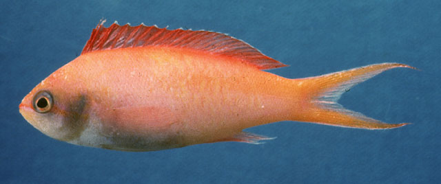 Pseudanthias dispar