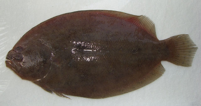 Pseudorhombus elevatus