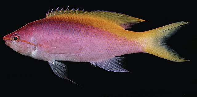 Pseudanthias evansi