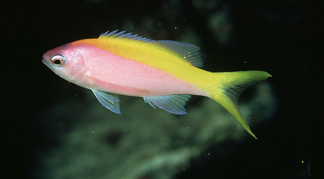 Pseudanthias evansi