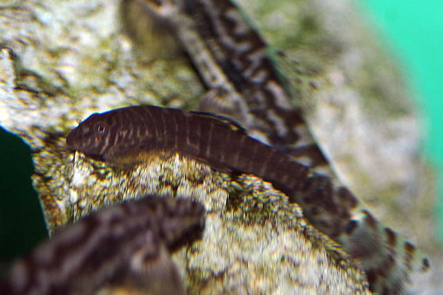 Pseudogastromyzon fasciatus