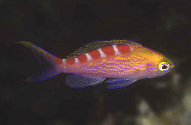 Pseudanthias flavoguttatus